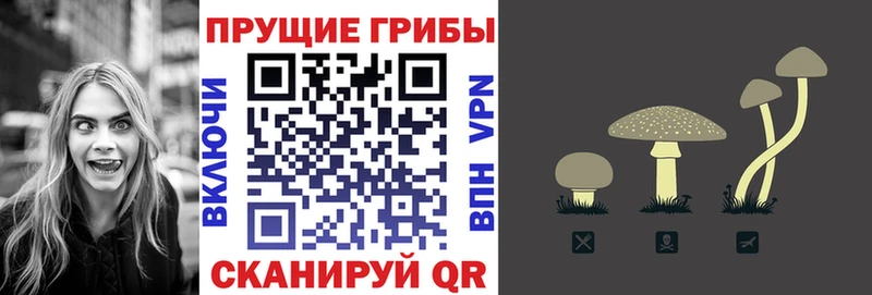 blacksprut ССЫЛКА  Иннополис  Галлюциногенные грибы Psilocybine cubensis  дарнет шоп 
